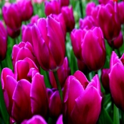 Vášnivý Tulipán - Vášnivý Tulipán - 5 květinové cibule - Tulipa Passionale