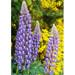 Staude - lupin - The Governor - 90 frø - Lupinus polyphyllus