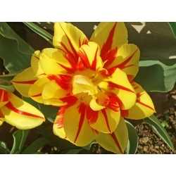 Tulipa Monsella  - 郁金香Monsella  -  5个洋葱