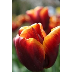 Tulipa Abu Hassan - Tulip Abu Hassan - 5 bulbs