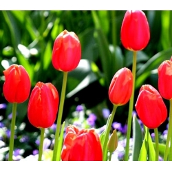 Tulpansläktet Spring Song - paket med 5 stycken - Tulipa Spring Song