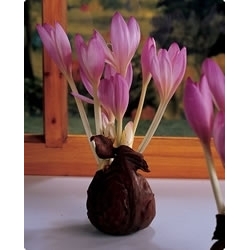 Vėlyvis - Lilac Wonder -  Colchicum