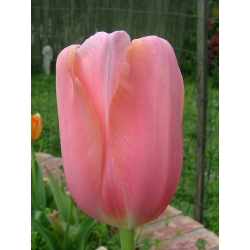 Тюльпан Menton - пакет из 5 штук - Tulipa Menton