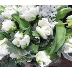 Tulipe White Parrot - paquet de 5 pièces - Tulipa White Parrot