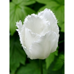 Tulipa Swan Wings - بال های قوسی لاله - 5 لامپ