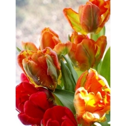 Tulipa Orange Favorite - 튤립 오렌지 좋아하는 - 5 알뿌리 - Tulipa Orange Favourite