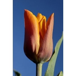 费黛里奥郁金香 - 郁金香费黛里奥 -  5个洋葱 - Tulipa Fidelio