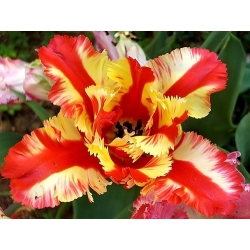 Tulipa Flaming Parrot - Тюльпан Flaming Parrot - 5 цибулин