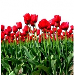 Tulipaner Hollandia - pakke med 5 stk - Tulipa Hollandia