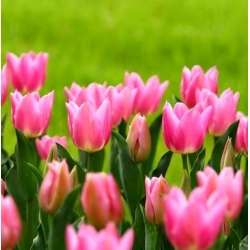 Tulipa China Pink - Tulip China Pink - 5 ดวง