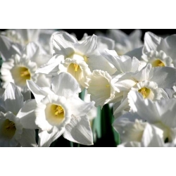 Narcissus Mount Hood - Daffodil Mount Hood - 5 lampu
