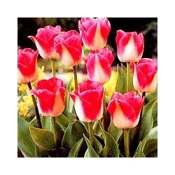 Page Polka tulip – 5 pcs.