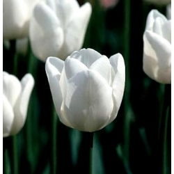 Tulipa White Dream - Tulip White Dream - 5 bulbs