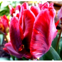 Tulipaner Erna Lindgreen - pakke med 5 stk - Tulipa Erna Lindgreen
