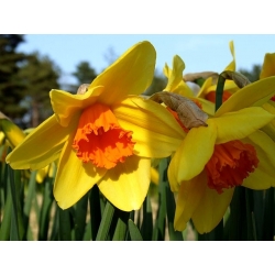 Narcissus Fortissimo - Daffodil Fortissimo - 5 bebawang