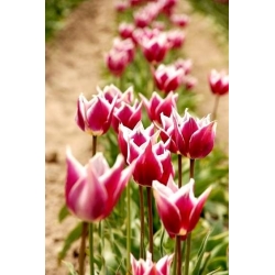 Tulipán Claudia - csomag 5 darab - Tulipa Claudia