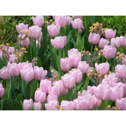 Тюльпан Pink Diamond - пакет из 5 штук - Tulipa Pink Diamond
