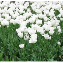 Cánh thiên nga tulip - Cánh thiên nga hoa tulip - 5 củ - Tulipa Swan Wings