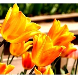 피델리오 튤립 - 튤립 피델리오 - 5 개 알뿌리 - Tulipa Fidelio