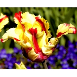 Тулипа Фламинг Паррот - Тулип Фламинг Паррот - 5 луков - Tulipa Flaming Parrot