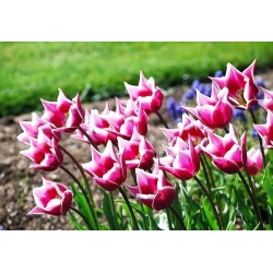 Tulipa Claudia - Tulip Claudia - 5 หลอด