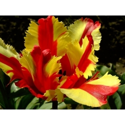 Tulipa Paraming Parrot - توليب Flaming Parrot - 5 لمبات - Tulipa Flaming Parrot