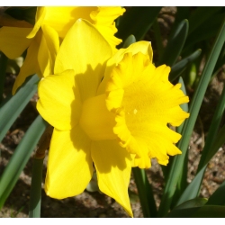النرجس الهولندي ماجستير - النرجس البري الهولندية ماجستير - 5 البصلة - Narcissus
