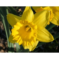 Narcissus holandský majster - narcis holandský majster - 5 kvetinové cibule
