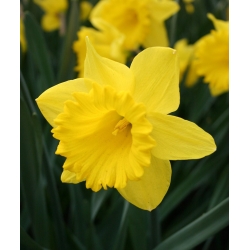 Narcis - Dutch Master - pakket van 5 stuks - Narcissus