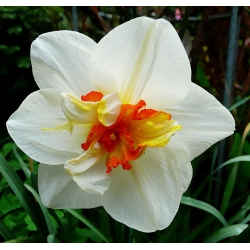Påskeliljeslekta - Flower Drift - pakke med 5 stk - Narcissus