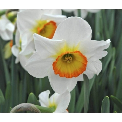 Narcissus Flower Record - Record de flori narcise - 5 becuri