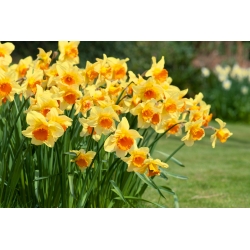 Narcissus Fortissimo - Daffodil Fortissimo - 5 bebawang