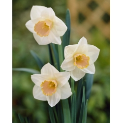 Narcissus Salome  - 黄水仙莎乐美 -  5个洋葱