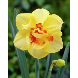 Påskeliljeslekta - Tahiti - pakke med 5 stk - Narcissus