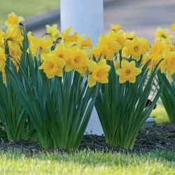 Narcissus Unsurpassable - Daffodil Unsurpassable - 5 becuri