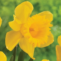 Narcissus Unsurpassable - Narcisa Neprehodna - 5 žarnic