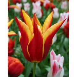 Tulipa Aladdin - Tulip Aladdin - 5 kvetinové cibule