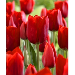 Tulipa Bastogne - Tulip Bastogne - 5 цибулин