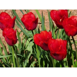 Tulipa Bastogne - pacote de 5 peças