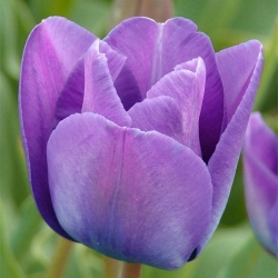 Tulipa Blue Aimable  - 郁金香蓝色Aimable  -  5个洋葱