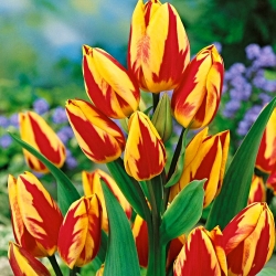Τουλίπα Χρωμάτων - Βολβός τουλίπας - 5 βολβοί - Tulipa Colour Spectacle