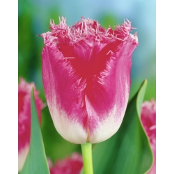 טוליפה מפואר פרילס - טוליפ מפואר פרילס - 5 בצל - Tulipa Fancy Frills