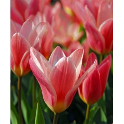 Tulipaner Fashion - pakke med 5 stk - Tulipa Fashion