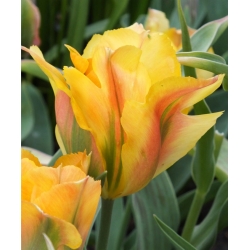 Tulipa Golden Artist - Tulip Golden Artist - 5 bulbs