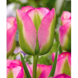 Tulipa Groenland - Tulip Groenland - 5 bulbs