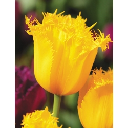 Tulipa Hamilton - Tulip Hamilton - 5 bulbs