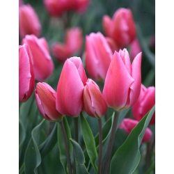 Tulipa Happy Family - paquete de 5 piezas