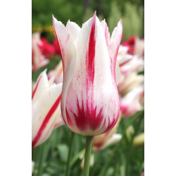 Tulipa Marilyn - Tulip Marilyn - 5 bulbs