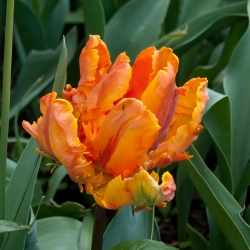 Тюльпан Orange Favourite - пакет из 5 штук - Tulipa Orange Favourite