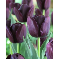 Tulipa Queen of Night - Tulip Queen of Night - 5 ดวง